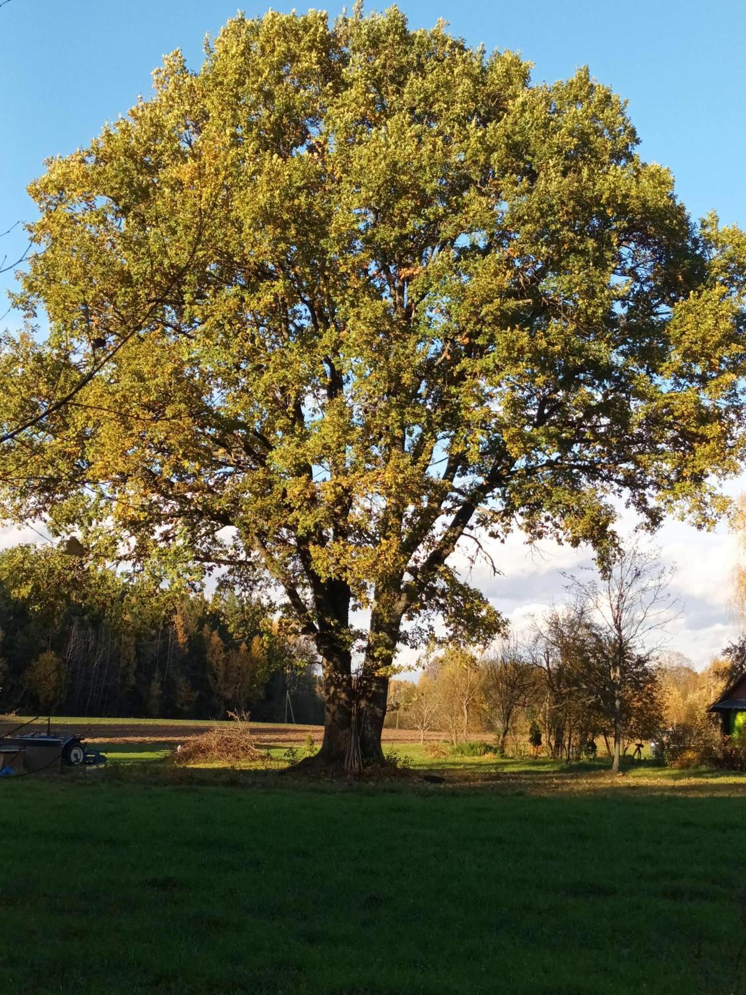 Malinada-Kaimo Sodyba Villa Salcininkai Exteriör bild